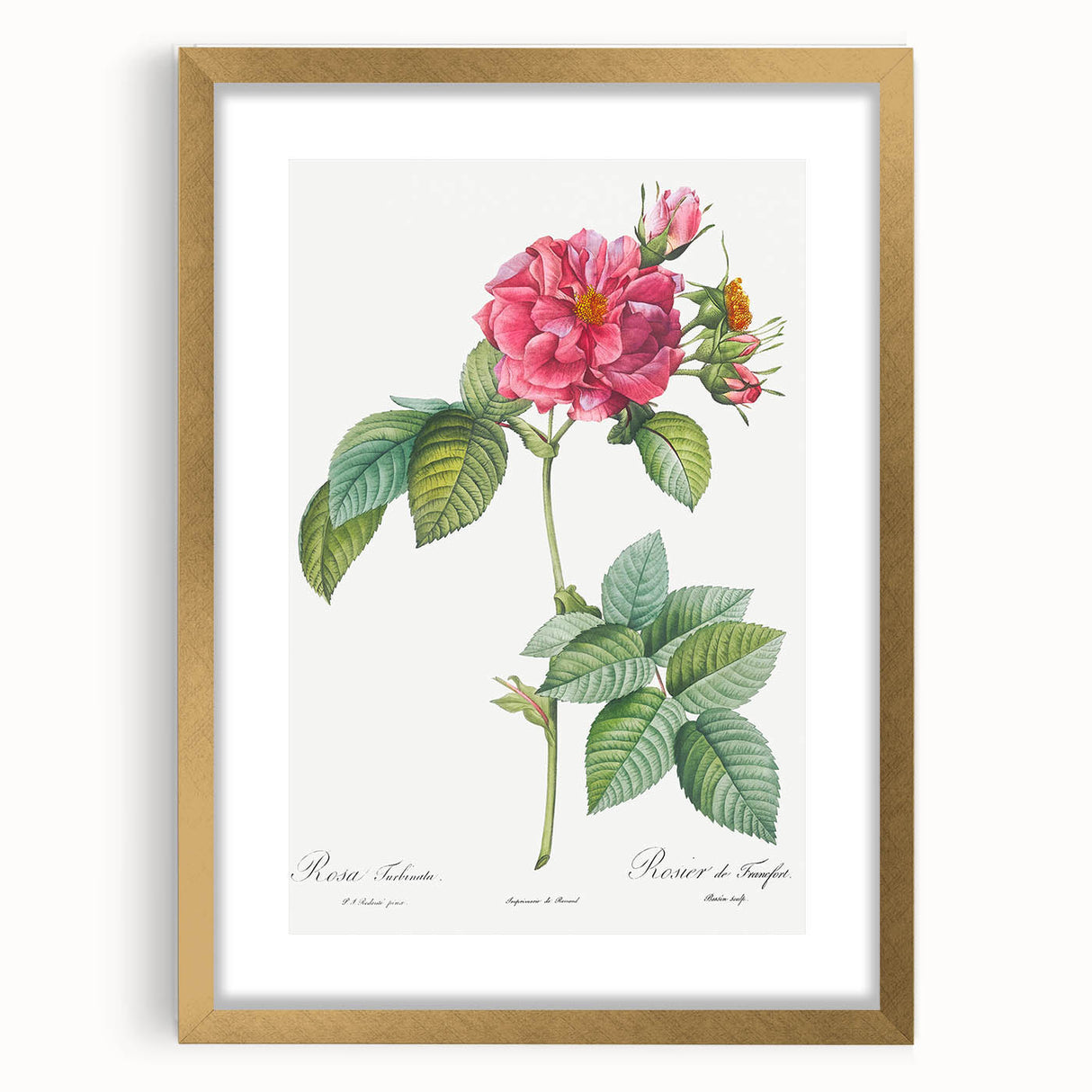 18th Century Classical Rose of Frankfurt Neoclassical Art Print