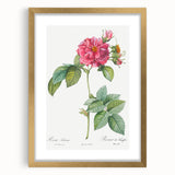18th Century Classical Rose of Frankfurt Neoclassical Art Print