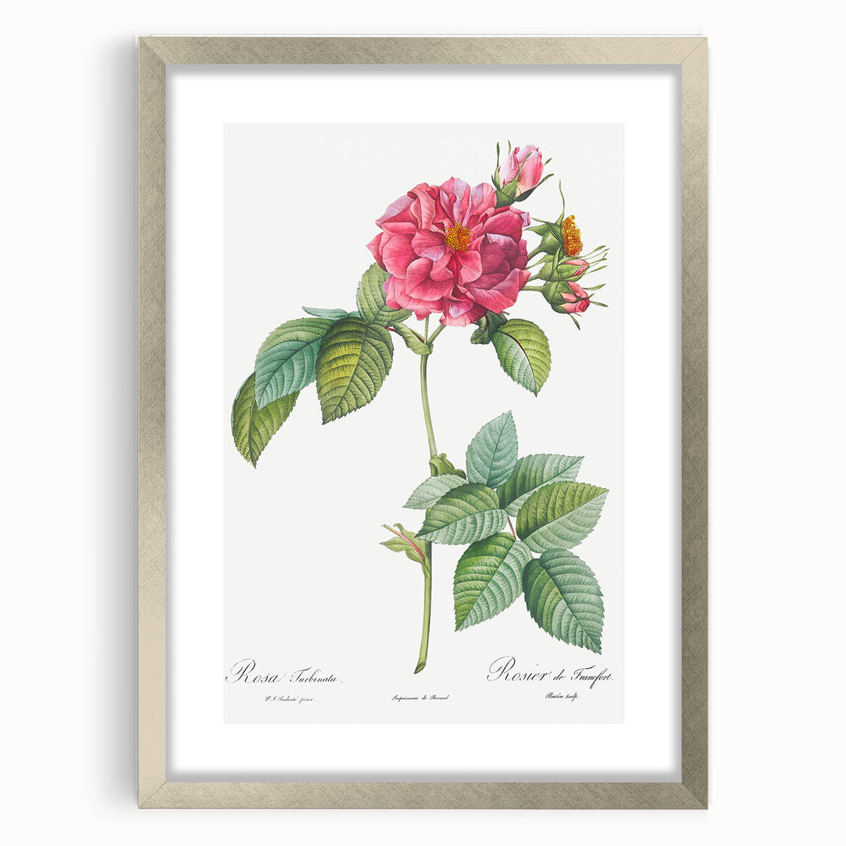 18th Century Classical Rose of Frankfurt Neoclassical Art Print