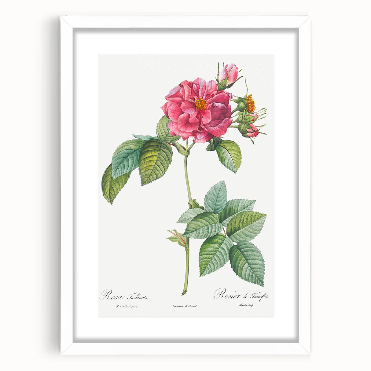 18th Century Classical Rose of Frankfurt Neoclassical Art Print