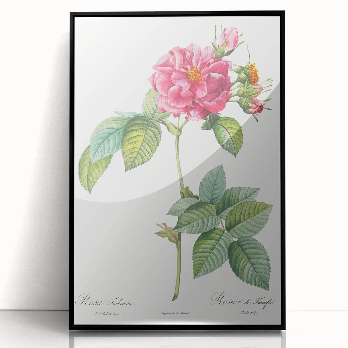 18th Century Classical Rose of Frankfurt Neoclassical Art Print