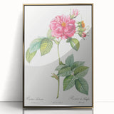 18th Century Classical Rose of Frankfurt Neoclassical Art Print