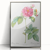 18th Century Classical Rose of Frankfurt Neoclassical Art Print