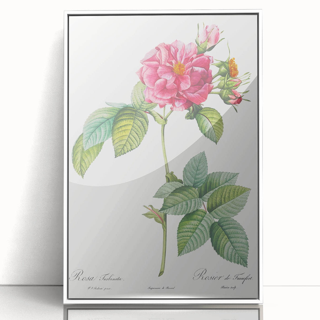 18th Century Classical Rose of Frankfurt Neoclassical Art Print