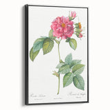 18th Century Classical Rose of Frankfurt Neoclassical Art Print