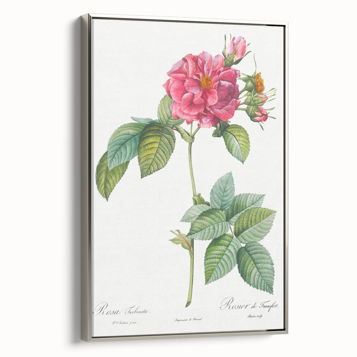 18th Century Classical Rose of Frankfurt Neoclassical Art Print