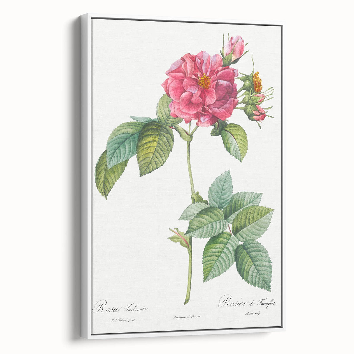 18th Century Classical Rose of Frankfurt Neoclassical Art Print
