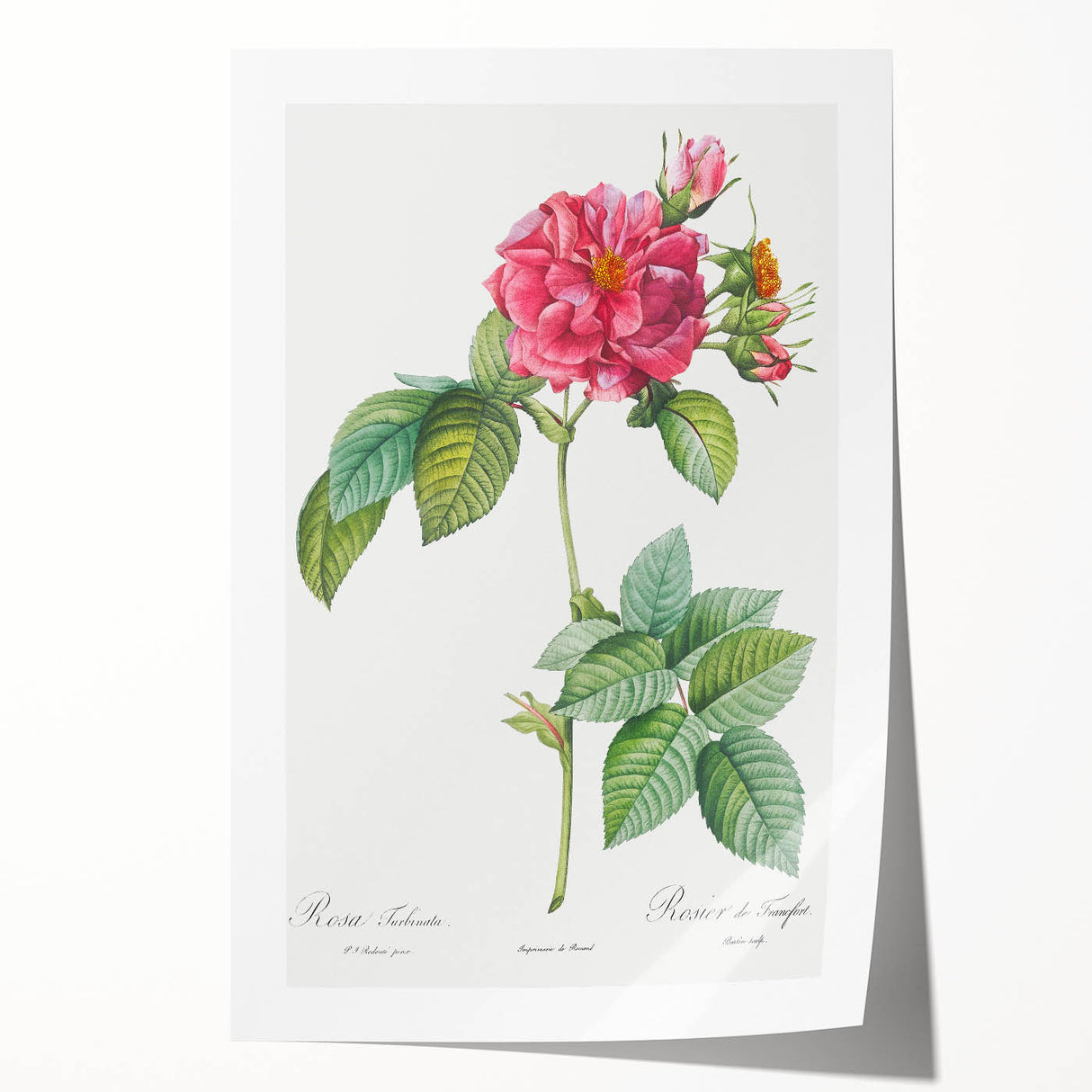 18th Century Classical Rose of Frankfurt Neoclassical Art Print