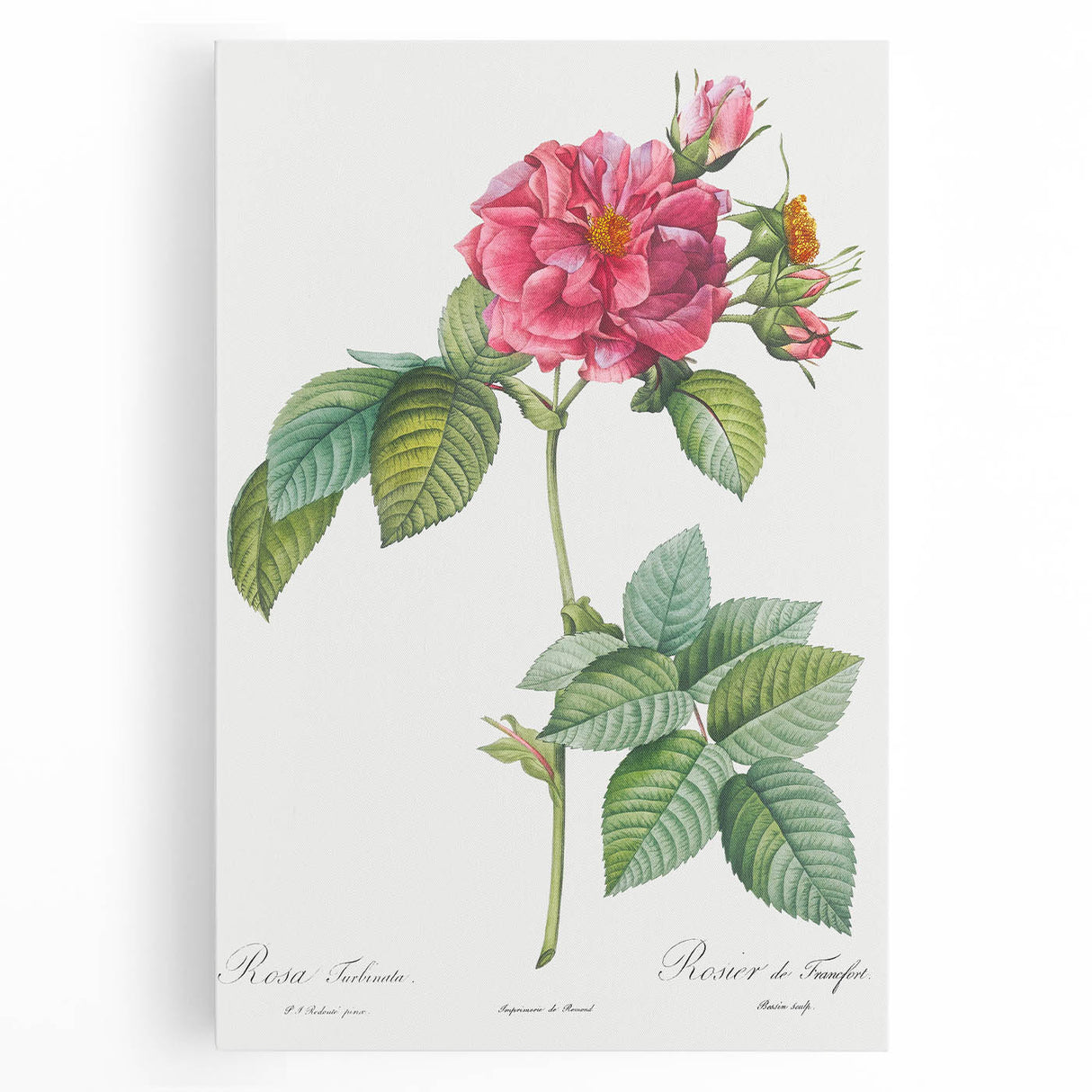 18th Century Classical Rose of Frankfurt Neoclassical Art Print