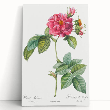 18th Century Classical Rose of Frankfurt Neoclassical Art Print