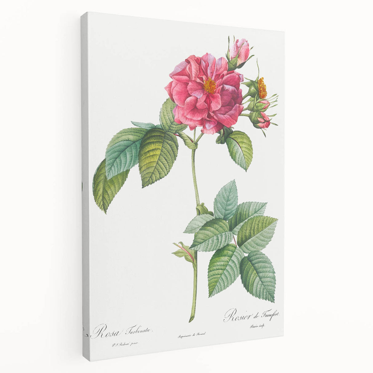 18th Century Classical Rose of Frankfurt Neoclassical Art Print