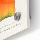 Close-up of large abstract wall art featuring assorted fruits in vibrant colors on acrylic glass.