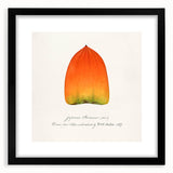 Extra large abstract art print featuring colorful, textured depictions of fruits on a black framed canvas.