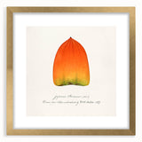 Extra large abstract art print featuring textured fruits in vibrant colors, framed in gold, ideal for living room decor.