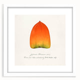 Abstract art print of assorted fruits in vibrant colors on a white framed mat, ideal for dining room decor.