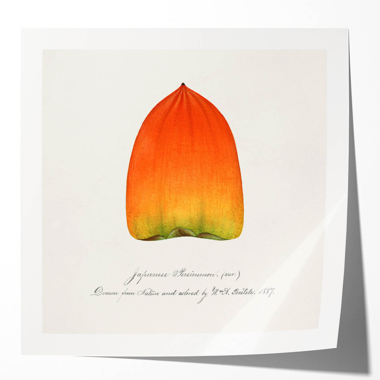 Extra large rolled print of vibrant fruits and floral art, ideal for dining room or bathroom wall decor.