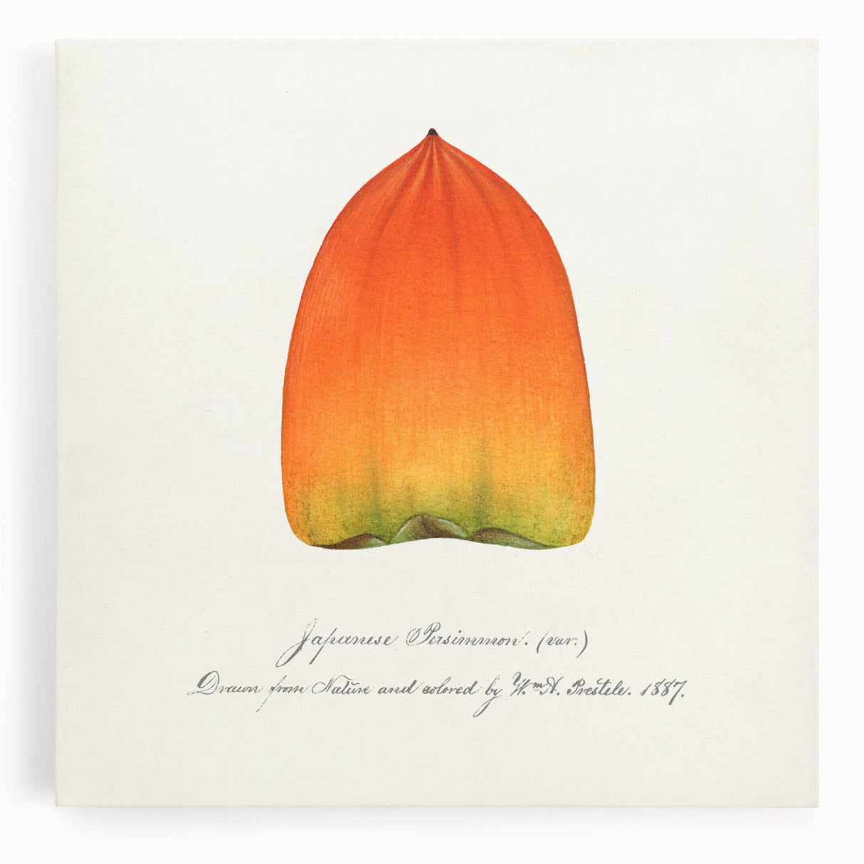 Black and white stretched canvas featuring an assortment of fruits, ideal for kitchen wall art.