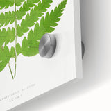 Realism Art Prints - Acrostichum Alienum Fern by Edward Joseph Lowe