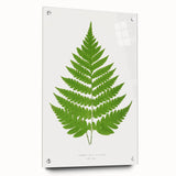 Realism Art Prints - Acrostichum Alienum Fern by Edward Joseph Lowe