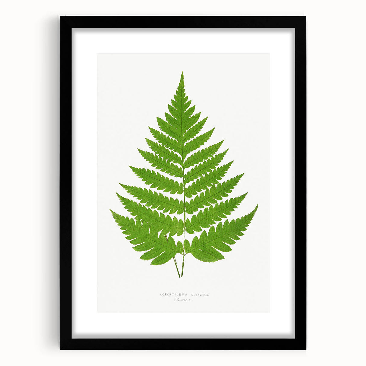 Realism Art Prints - Acrostichum Alienum Fern by Edward Joseph Lowe