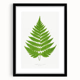 Realism Art Prints - Acrostichum Alienum Fern by Edward Joseph Lowe