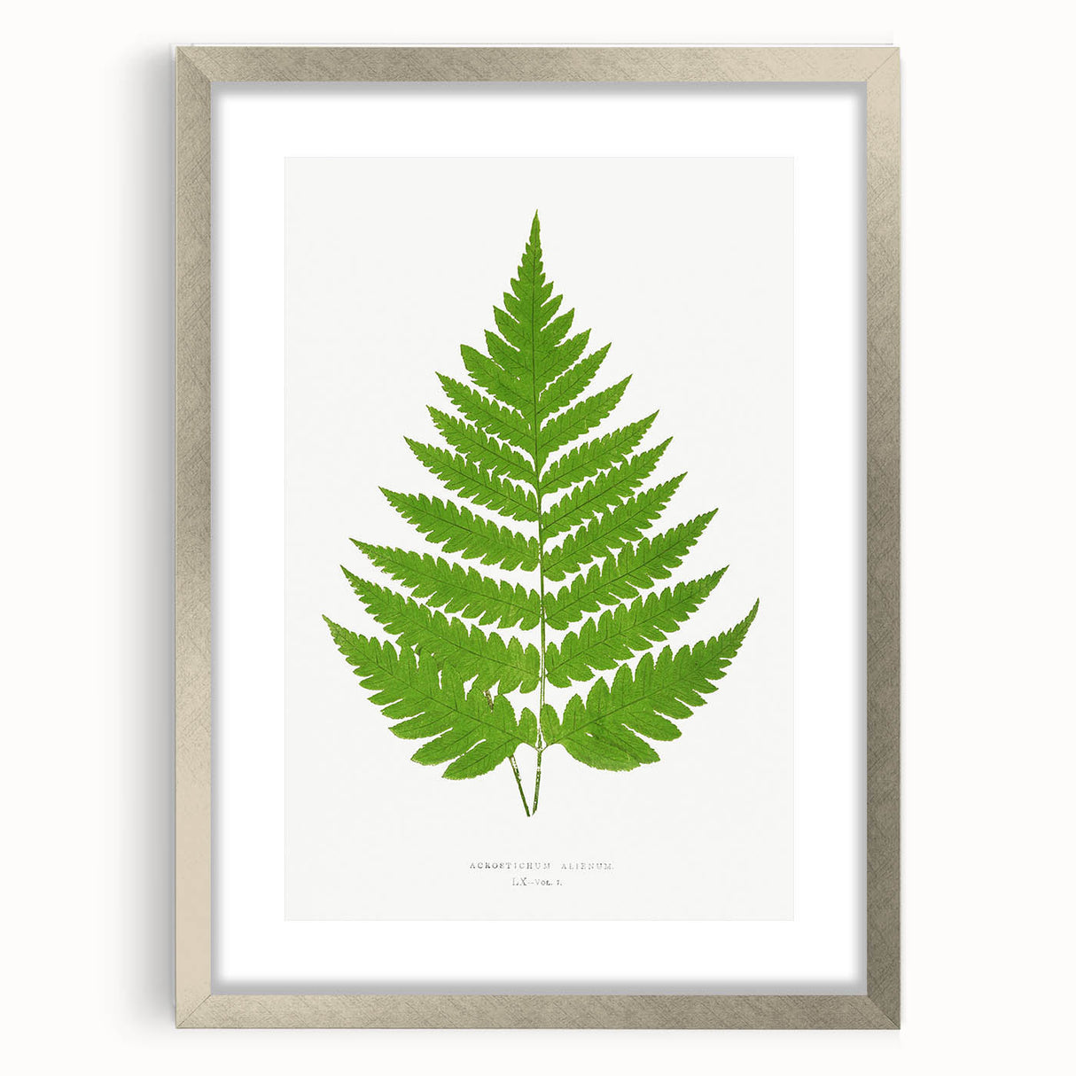 Realism Art Prints - Acrostichum Alienum Fern by Edward Joseph Lowe