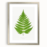 Realism Art Prints - Acrostichum Alienum Fern by Edward Joseph Lowe