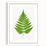 Realism Art Prints - Acrostichum Alienum Fern by Edward Joseph Lowe