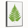 Realism Art Prints - Acrostichum Alienum Fern by Edward Joseph Lowe