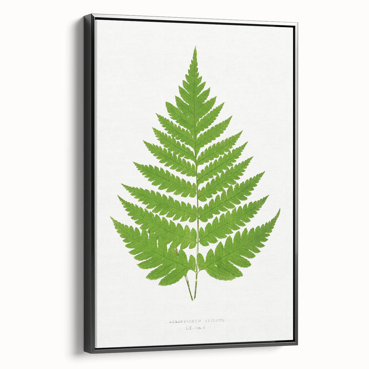 Realism Art Prints - Acrostichum Alienum Fern by Edward Joseph Lowe