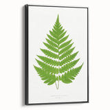 Realism Art Prints - Acrostichum Alienum Fern by Edward Joseph Lowe