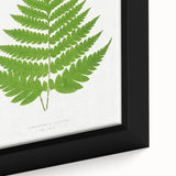 Realism Art Prints - Acrostichum Alienum Fern by Edward Joseph Lowe