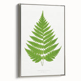 Realism Art Prints - Acrostichum Alienum Fern by Edward Joseph Lowe