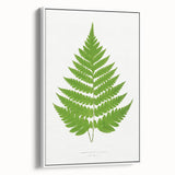 Realism Art Prints - Acrostichum Alienum Fern by Edward Joseph Lowe