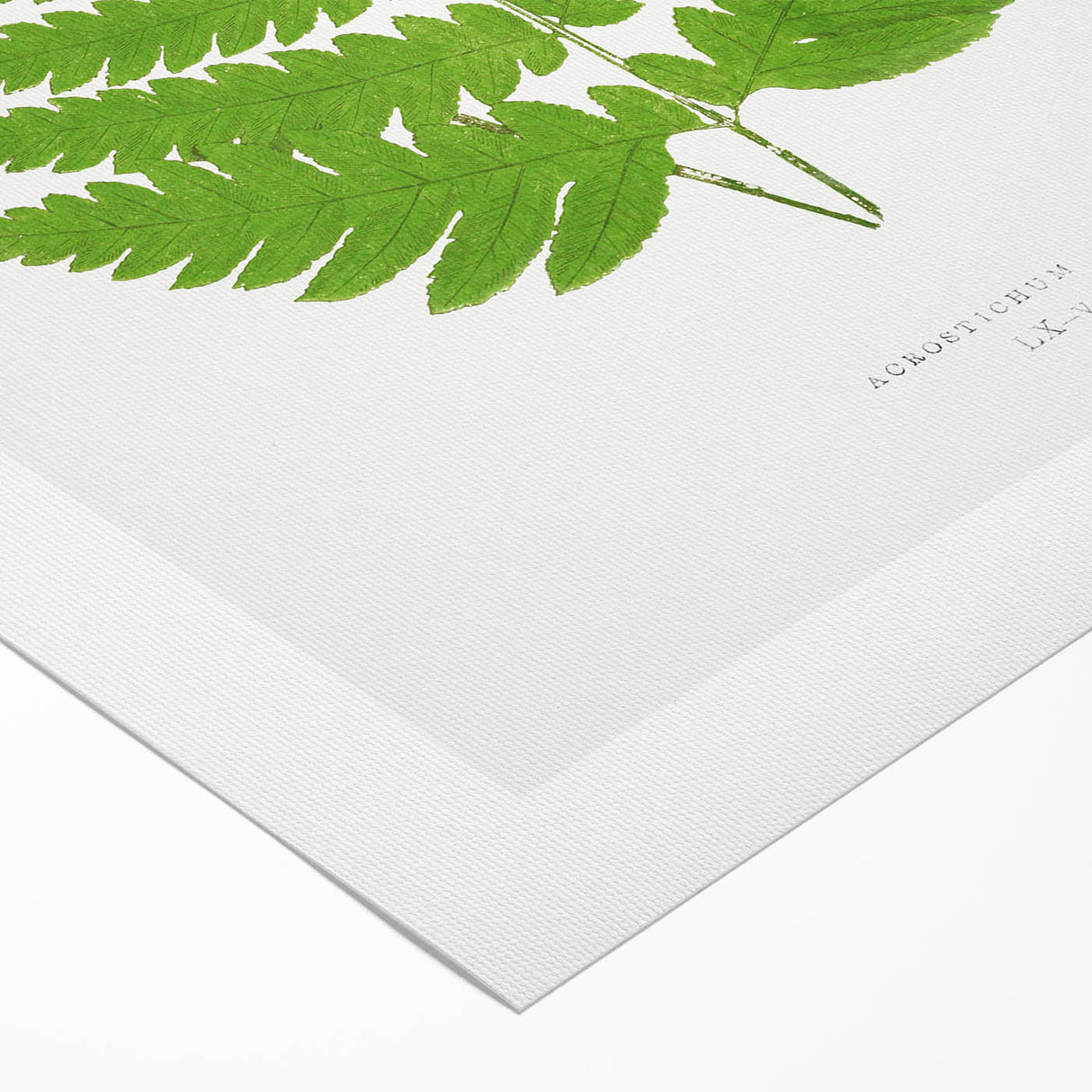 Realism Art Prints - Acrostichum Alienum Fern by Edward Joseph Lowe