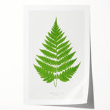Realism Art Prints - Acrostichum Alienum Fern by Edward Joseph Lowe