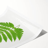 Realism Art Prints - Acrostichum Alienum Fern by Edward Joseph Lowe