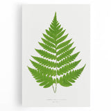 Realism Art Prints - Acrostichum Alienum Fern by Edward Joseph Lowe