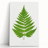Realism Art Prints - Acrostichum Alienum Fern by Edward Joseph Lowe
