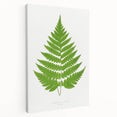 Realism Art Prints - Acrostichum Alienum Fern by Edward Joseph Lowe