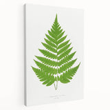Realism Art Prints - Acrostichum Alienum Fern by Edward Joseph Lowe