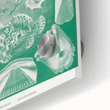 Modern Wall Art: Teleostei - Artistic Marine Biology Print