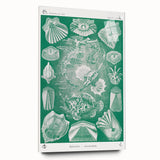 Modern Wall Art: Teleostei - Artistic Marine Biology Print