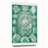 Modern Wall Art: Teleostei - Artistic Marine Biology Print