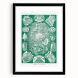 Modern Wall Art: Teleostei - Artistic Marine Biology Print