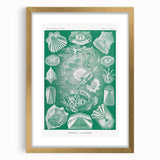 Modern Wall Art: Teleostei - Artistic Marine Biology Print