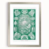 Modern Wall Art: Teleostei - Artistic Marine Biology Print