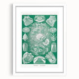 Modern Wall Art: Teleostei - Artistic Marine Biology Print