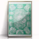 Modern Wall Art: Teleostei - Artistic Marine Biology Print