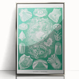 Modern Wall Art: Teleostei - Artistic Marine Biology Print